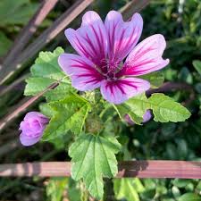 Image result for Malva sylvestris 'Zebrina'