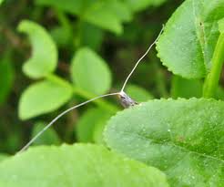 Attēlu rezultāti vaicājumam “Thecabius affinis imago”