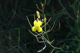 Attēlu rezultāti vaicājumam “Diplotaxis tenuifolia bud”