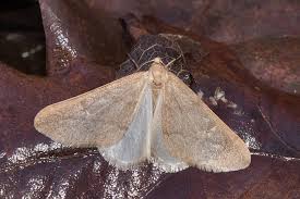 Attēlu rezultāti vaicājumam “Epirranthis diversata imago”