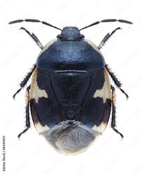 Attēlu rezultāti vaicājumam “Cydnidae”