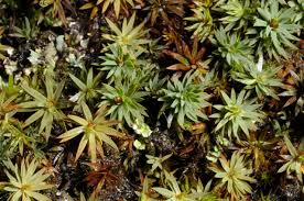 Attēlu rezultāti vaicājumam “Pogonatum urnigerum macro”