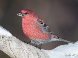 Attēlu rezultāti vaicājumam “Pinicola enucleator”