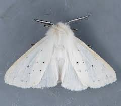 Attēlu rezultāti vaicājumam “Spilosoma sp.”