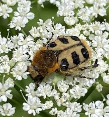 Attēlu rezultāti vaicājumam “Trichius fasciatus”