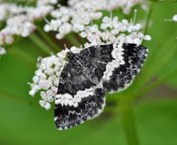 Attēlu rezultāti vaicājumam “Spargania luctuata”