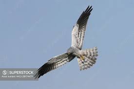 Attēlu rezultāti vaicājumam “Circus pygargus”