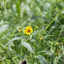 Attēlu rezultāti vaicājumam “Bidens frondosa flower”