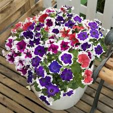 Image result for Petunia