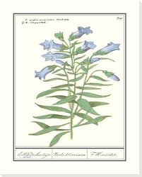 Attēlu rezultāti vaicājumam “Gentiana pneumonanthe”