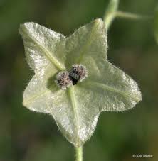 Attēlu rezultāti vaicājumam “Bulbochaete mirabilis”