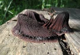 Attēlu rezultāti vaicājumam “Stemonitis sp.”