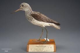 Attēlu rezultāti vaicājumam “Tringa nebularia”