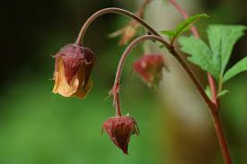 Attēlu rezultāti vaicājumam “Geum rivale fruit”