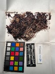 Attēlu rezultāti vaicājumam “Hamatocaulis lapponicus”