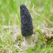 Attēlu rezultāti vaicājumam “Myurella julacea”