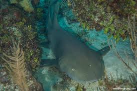 Image result for Ginglymostoma cirratum