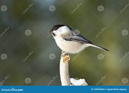 Image result for Poecile montana