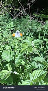 Attēlu rezultāti vaicājumam “Anthocharis cardamines male”