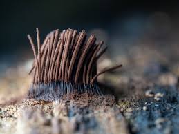 Attēlu rezultāti vaicājumam “Stemonitis lignicola macro”