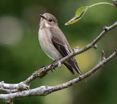 Attēlu rezultāti vaicājumam “Ficedula hypoleuca juvenile”