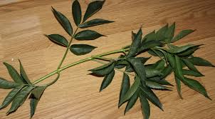 Attēlu rezultāti vaicājumam “Sambucus nigra leaf”