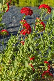 Attēlu rezultāti vaicājumam “Silene chalcedonica”