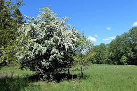 Attēlu rezultāti vaicājumam “Crataegus monogyna”