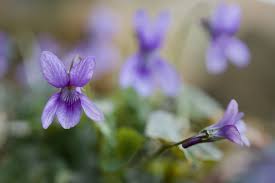 Attēlu rezultāti vaicājumam “Viola reichenbachiana flower”
