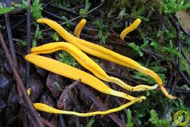 Attēlu rezultāti vaicājumam “Clavulinopsis helvola”