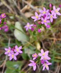 Image result for Centaurium erythraea