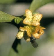 Attēlu rezultāti vaicājumam “Viscum album female flower”