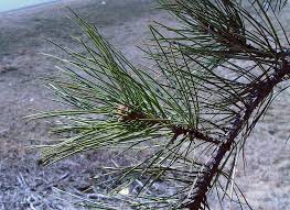 Attēlu rezultāti vaicājumam “Pinus nigra”