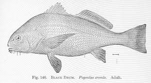 Image result for Pogonias cromis