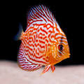 Discus Wiki
