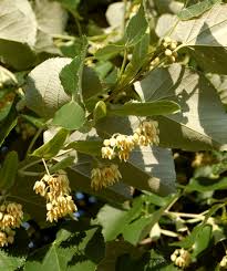 Attēlu rezultāti vaicājumam “Tilia tomentosa flower”