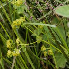 Attēlu rezultāti vaicājumam “Alchemilla subcrenata  flower”