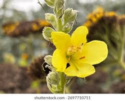 Attēlu rezultāti vaicājumam “Verbascum densiflorum bud”