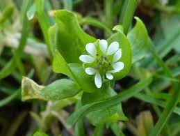 Attēlu rezultāti vaicājumam “Stellaria media flower”
