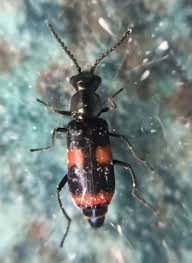 Attēlu rezultāti vaicājumam “Anthocomus fasciatus”