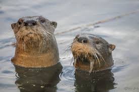 Image result for Eltham Otters