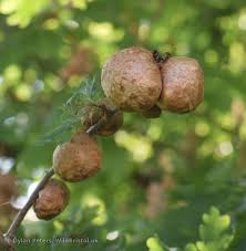 Attēlu rezultāti vaicājumam “Biorhiza pallida”