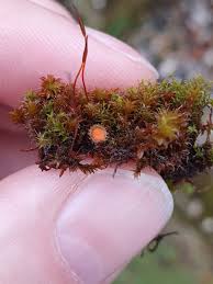 Attēlu rezultāti vaicājumam “Lamprospora tortulae-ruralis”