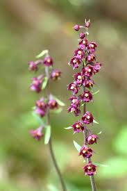 Attēlu rezultāti vaicājumam “Epipactis atrorubens leaf”