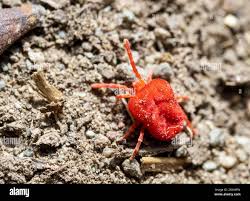 Attēlu rezultāti vaicājumam “Bryobia praetiosa”