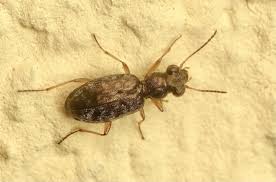 Attēlu rezultāti vaicājumam “Asaphidion pallipes”