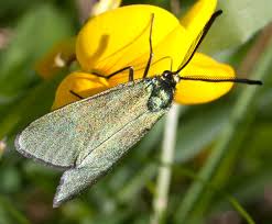 Attēlu rezultāti vaicājumam “Adscita statices”