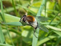 Attēlu rezultāti vaicājumam “Leucozona lucorum”