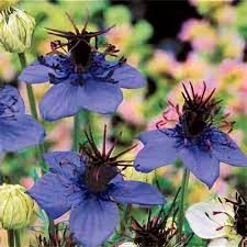 Image result for Nigella damascena
