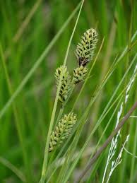 Attēlu rezultāti vaicājumam “Carex lasiocarpa male flower”